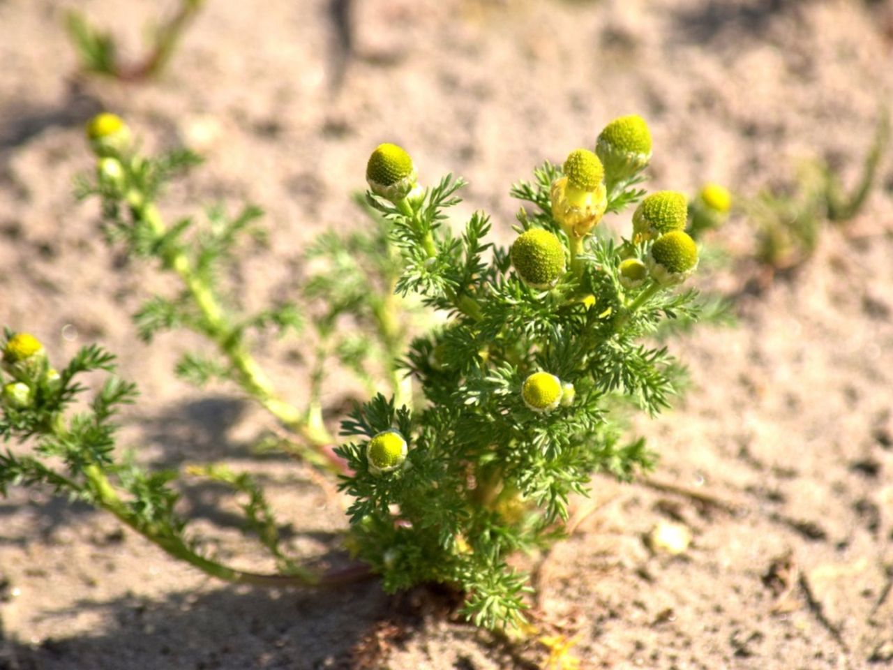 Pineapple Weeds