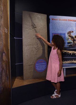 Visitors can touch this replica of Steneosaurus bollensis, an ancient marine crocodylomorph that lived 176 million to 183 million years ago in what is now Europe.