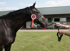 Duke-Spindles-Rescue-28.8.2013-after-winning-his-first-dressage-test-10.jpg