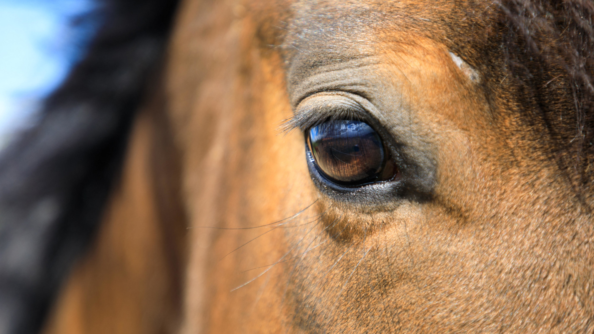 A close-up of a horse's eye