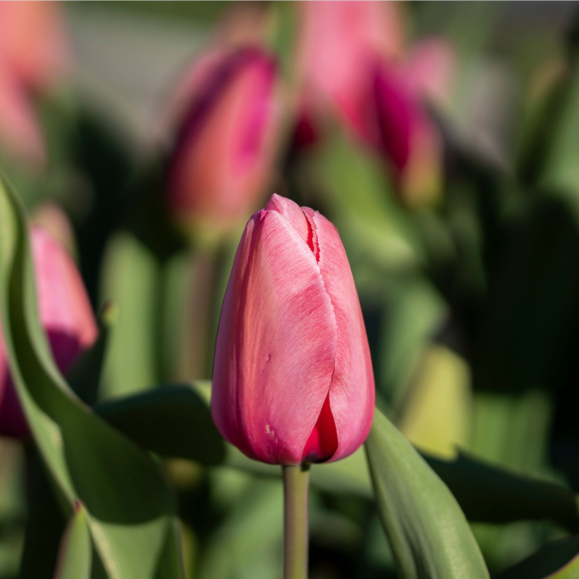 Tulip 'Pink Impression' flowers