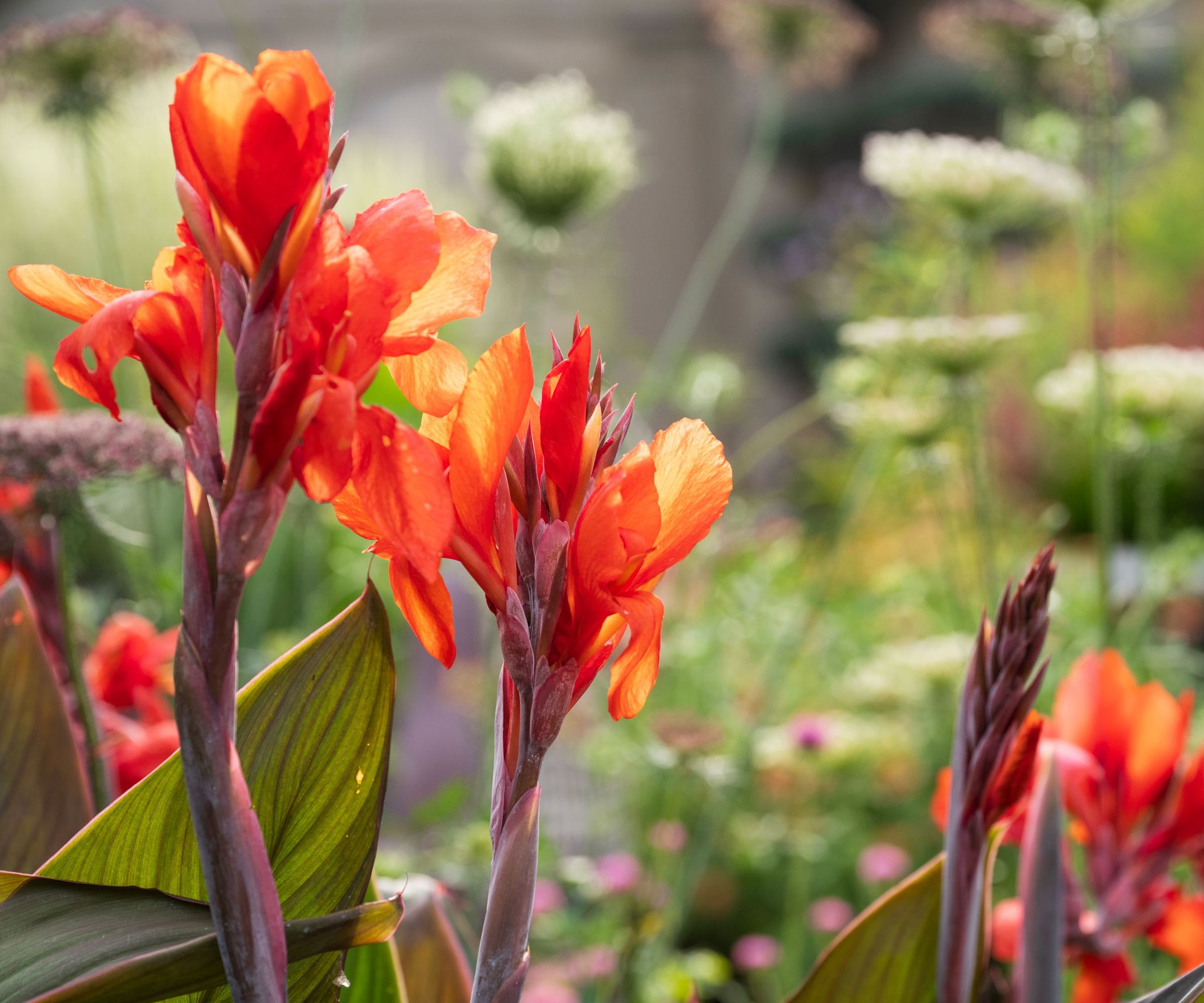 deep orange canna lilies in full bloom