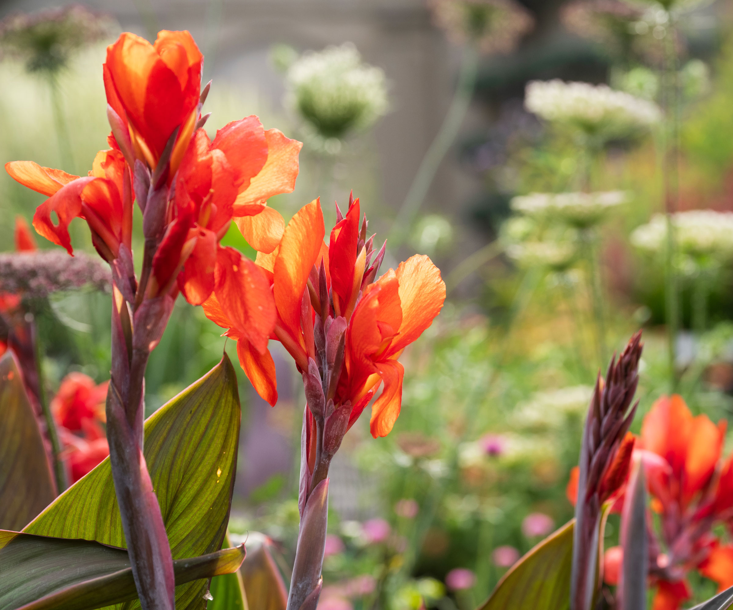 deep orange canna lilies in full bloom