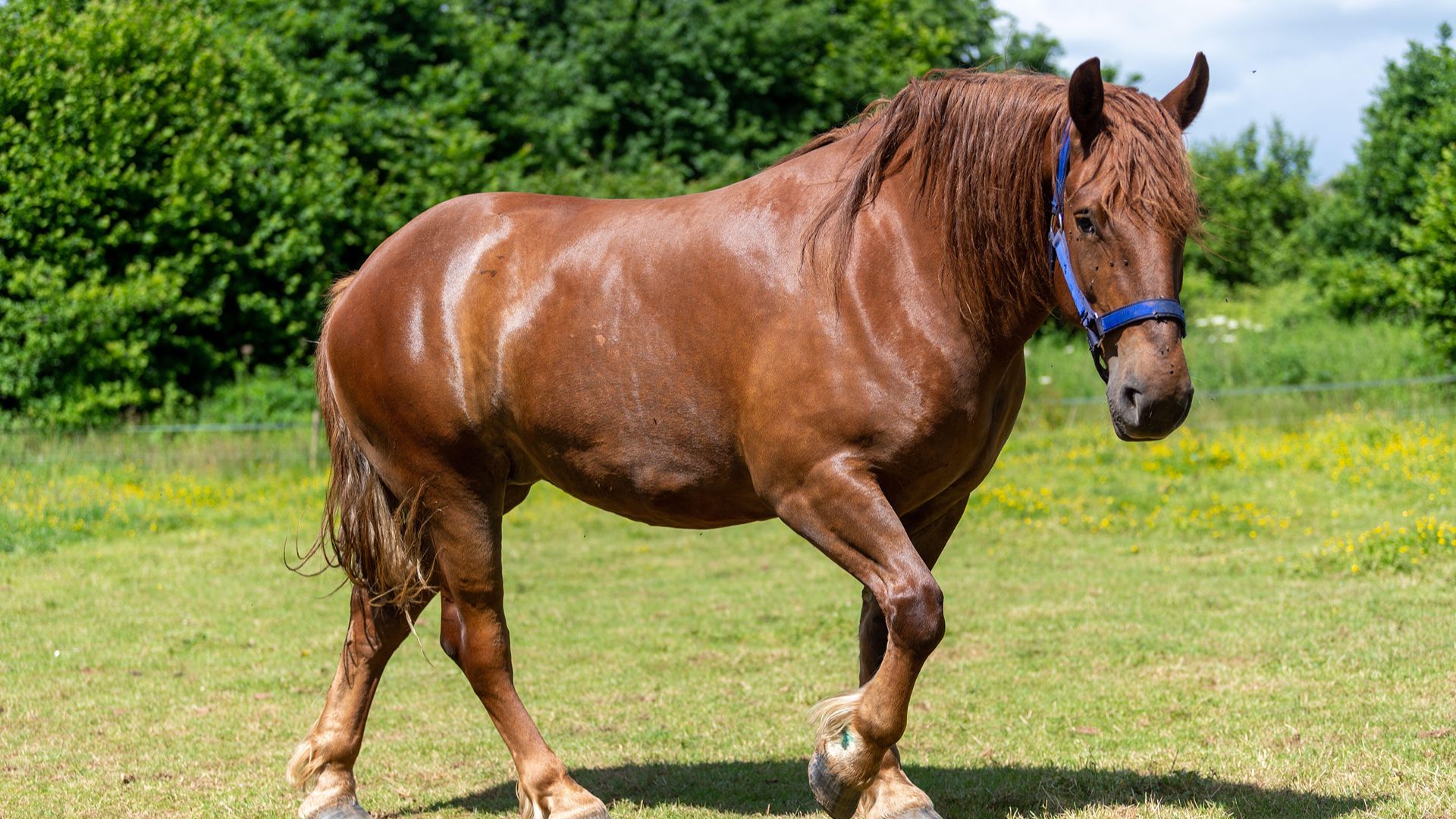 Suffolk horse walking around in a paddock