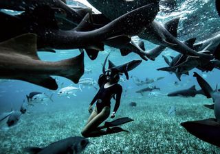 Swimming with sharks