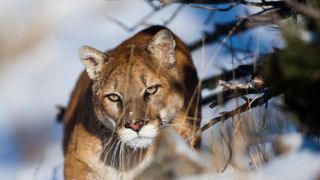 What to do if you meet a mountain lion: stealthy mountain lion