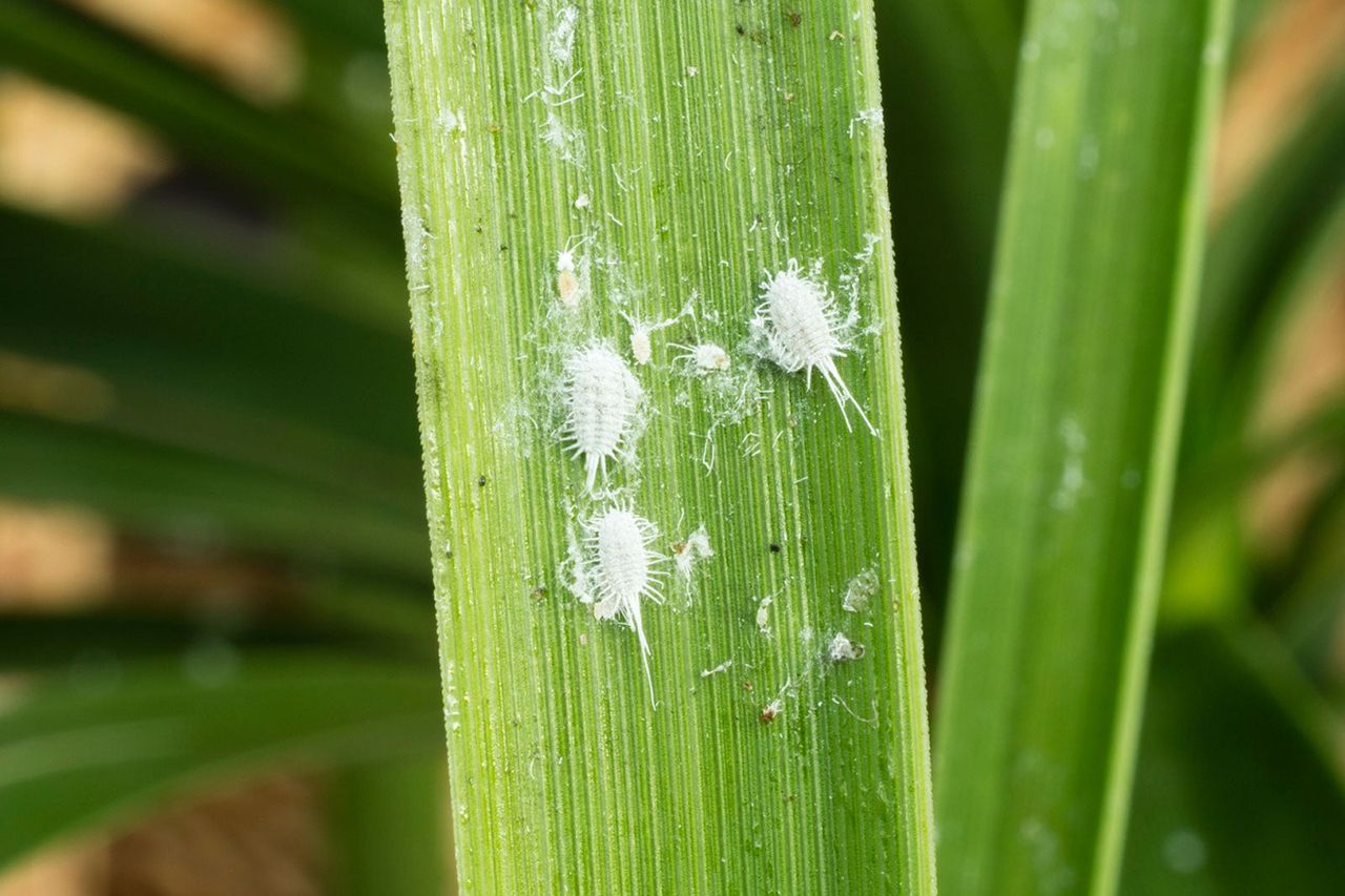 White Mealybug Insects On A Leaf