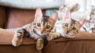 two bengal kittens on sofa