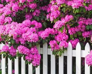 rhododendrons by white fence