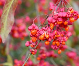 Euonymus europaeus 'Red Cascade’ with berries