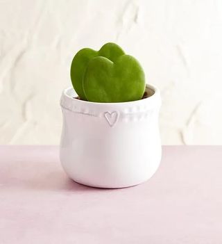 Heart-shaped hoya in white pot