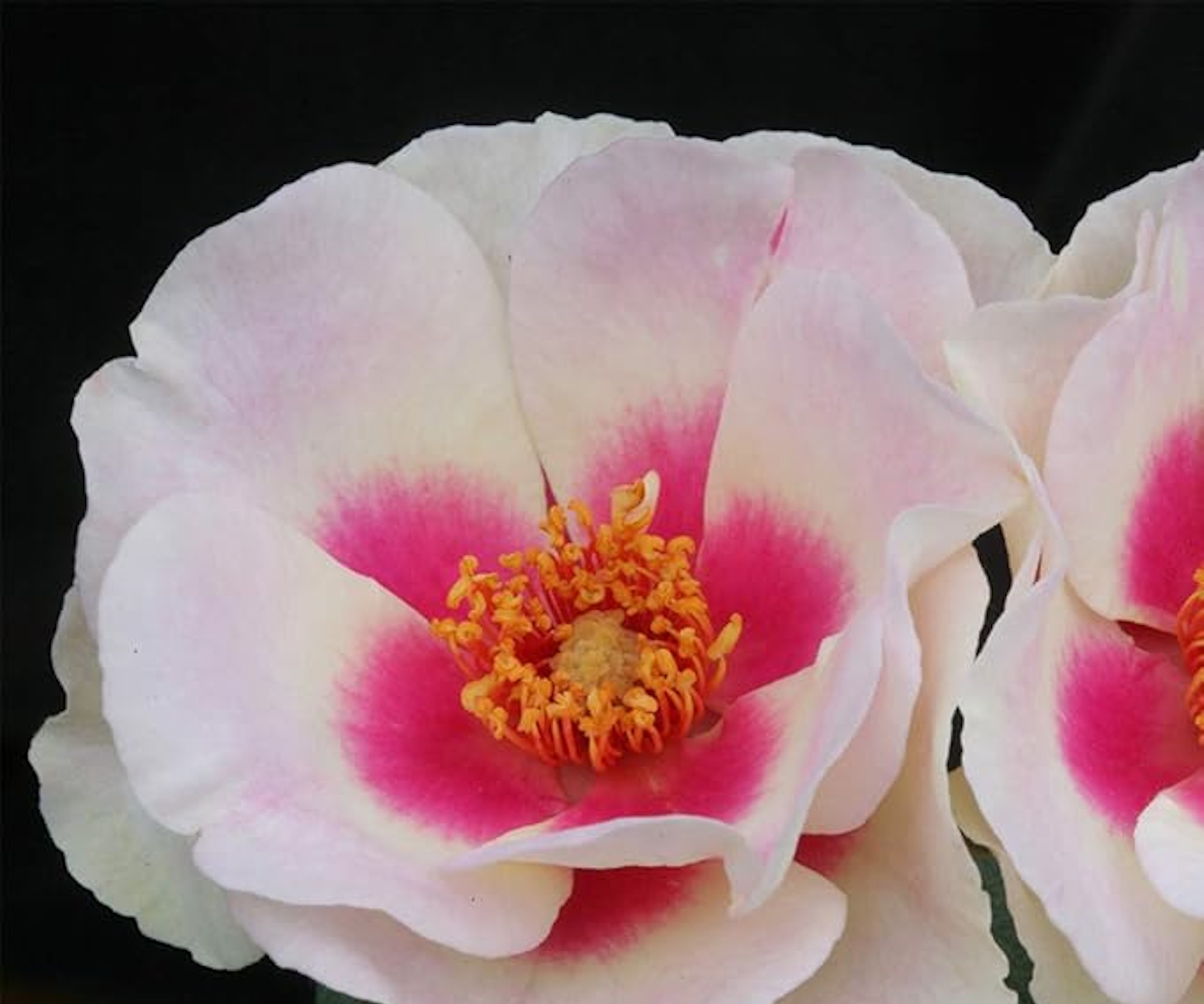 Bull's Eye Rose, with white and pink petals