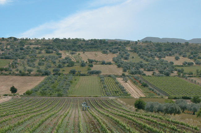 vineyards-3.jpg