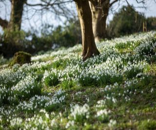 Snowdrops in woodland