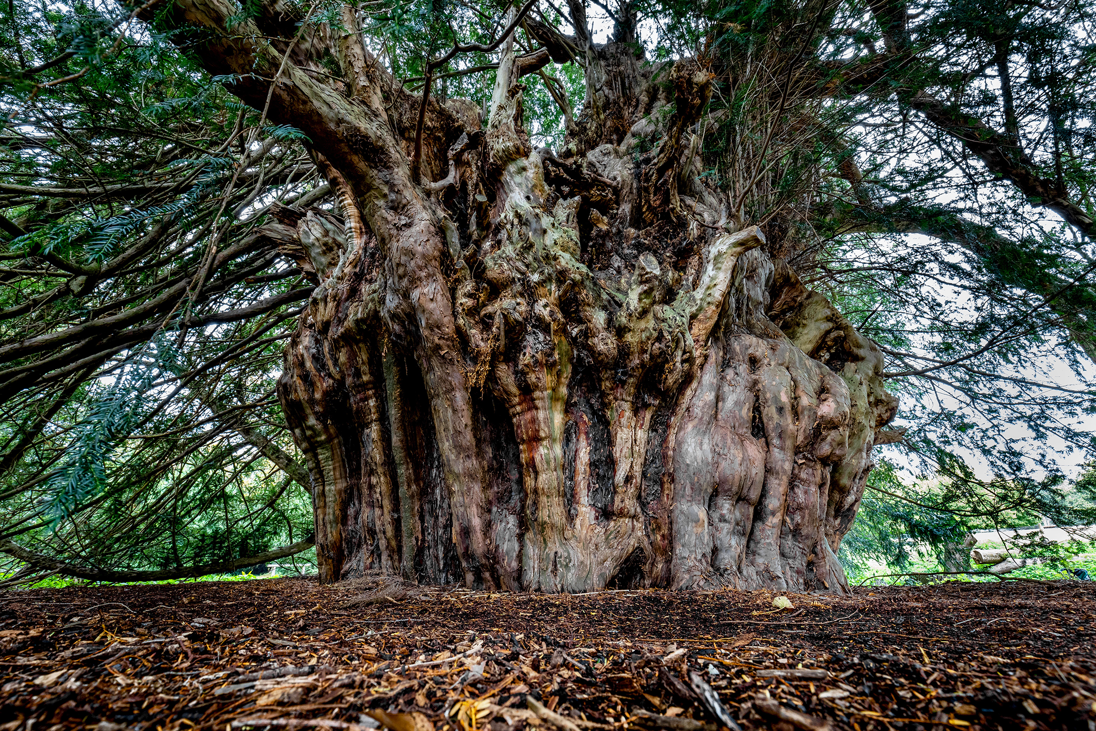 One of the ancient yew trees at Newlands Corner in Surrey.