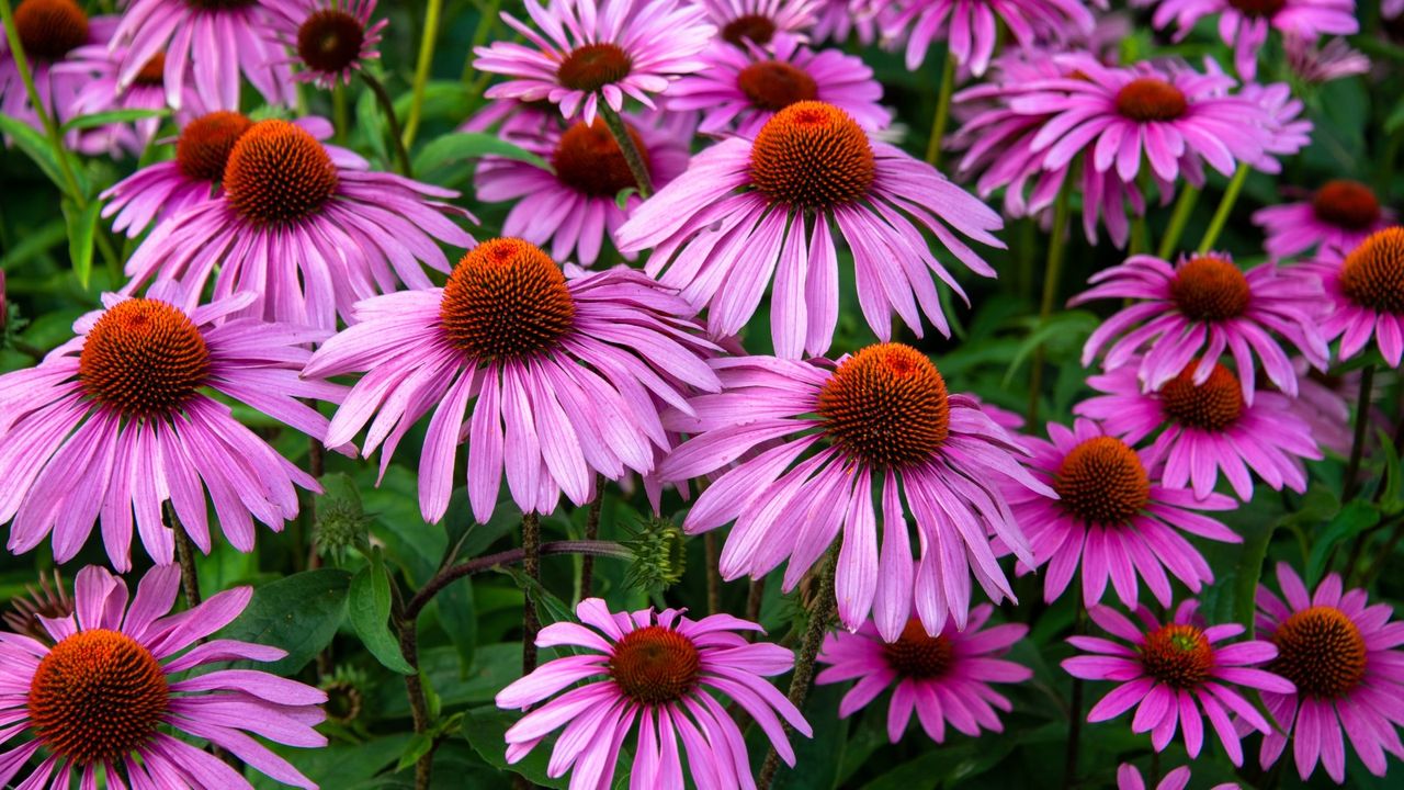 Pink coneflower flowers in bloom