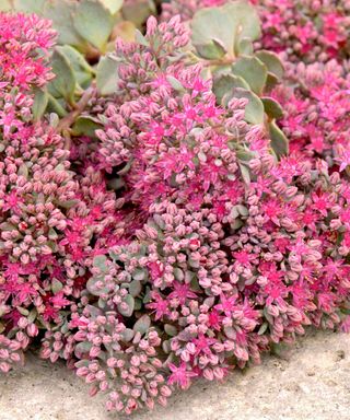 flowering Sedum Lidakense in sunny border