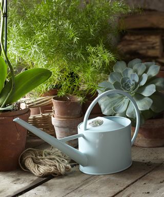 small blue watering can on the floor in front of a number of plants