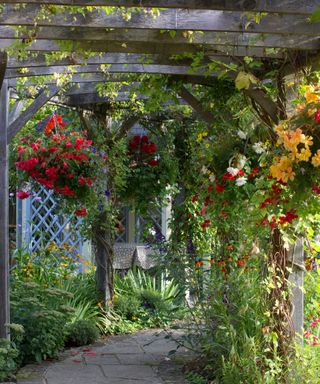 garden path covered by wooden pergola with climbing plants scrambling over it