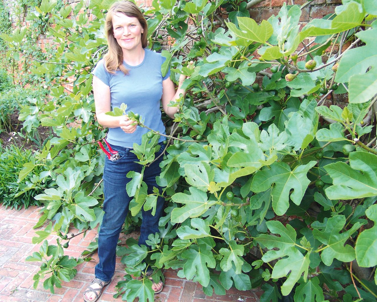 How to grow figs expert tips on planting, growing and harvesting Gardeningetc How to grow figs expert tips on planting, growing and harvesting Gardeningetc