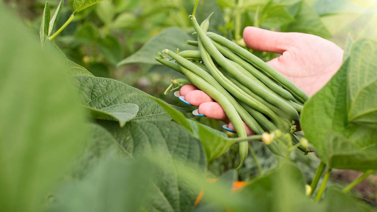 A farmer&#039;s hand holding harvested green beans