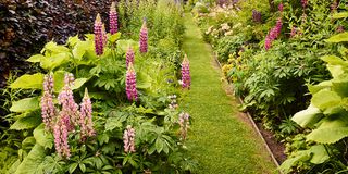 Garden with green lawn and flowering plants