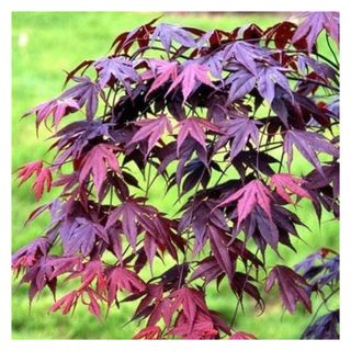 A close-up of a japanese maple tree