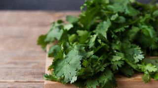 Cilantro