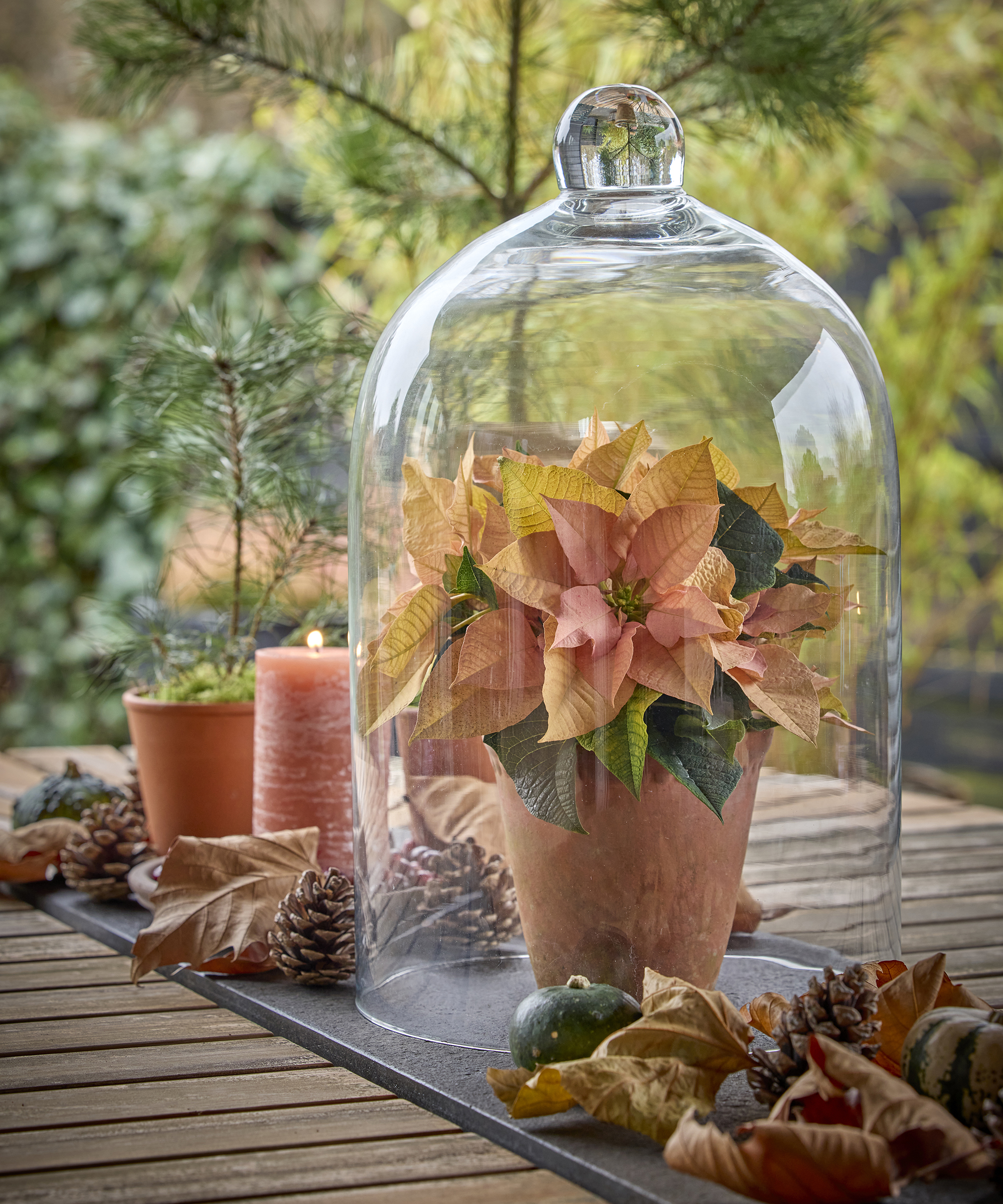 Pink poinsettia displayed in cloche with foraged finds