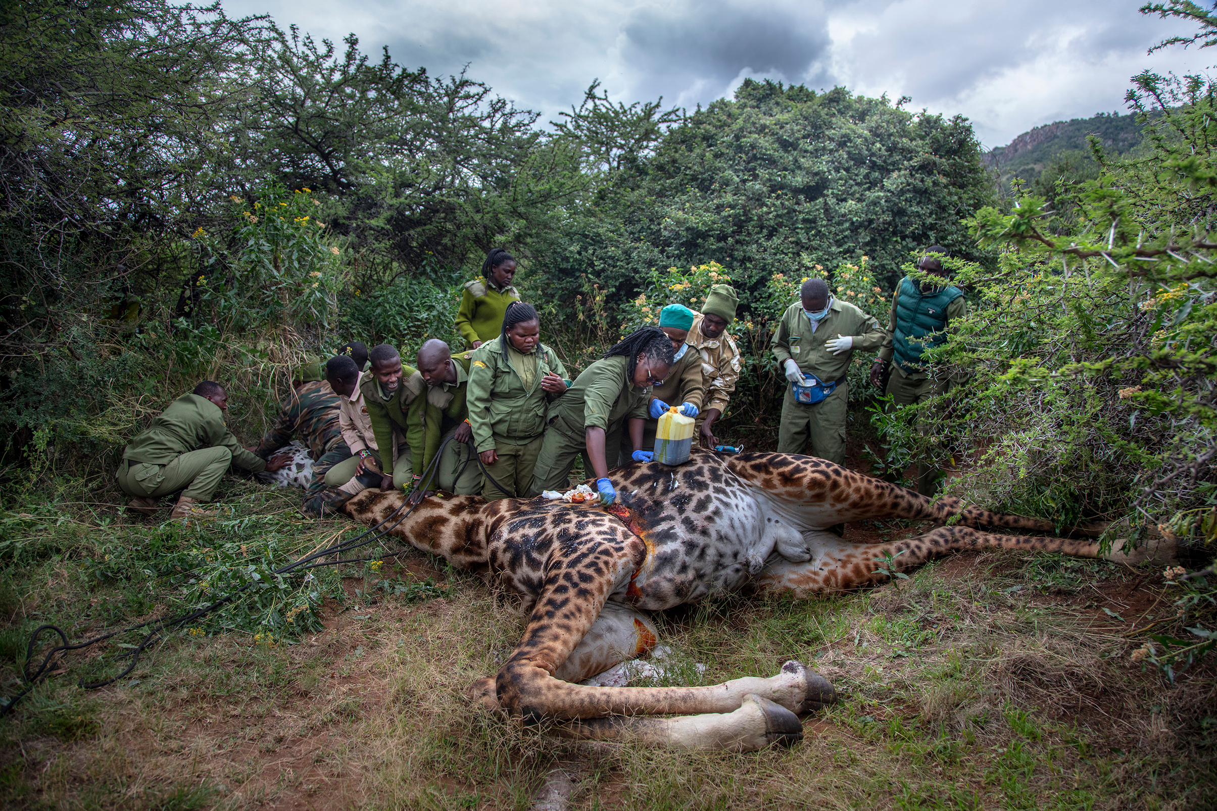 A group of conservationists tend to a tranquilized giraffe lying on its side in a dense, grassy area. The team appears focused and careful