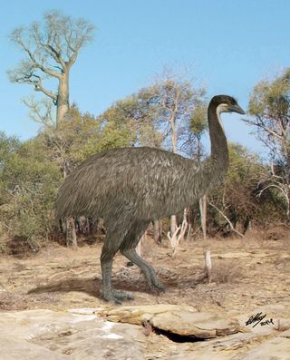 At 10 feet (3 meters) tall and weighing 550 pounds (250 kilograms), the elephant bird (Aepyornis maximus) wanders through the spiny forest of ancient Madagascar.