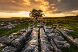 A landscape shot of a lone tree before a sunset