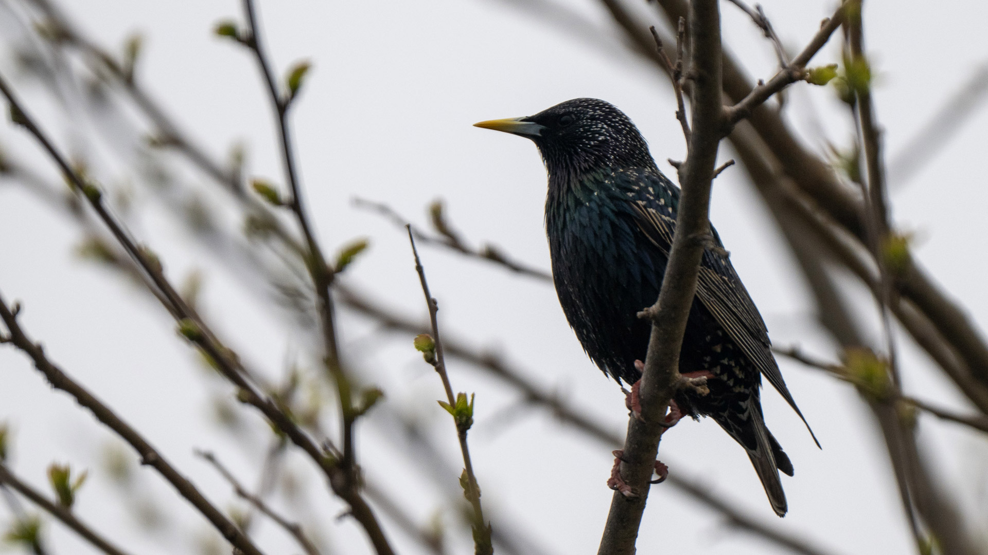 Nokin Z9 Experiential