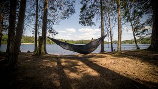 A hammock in a forest