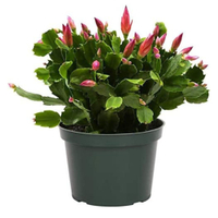 Real Christmas Cactus Live Indoor Houseplant