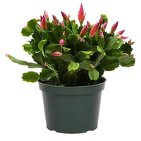 Real Christmas Cactus Live Indoor Houseplant – at Amazon