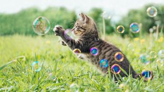 Kitten playing with bubbles outdoors