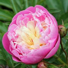 A pink peony with a yellow center