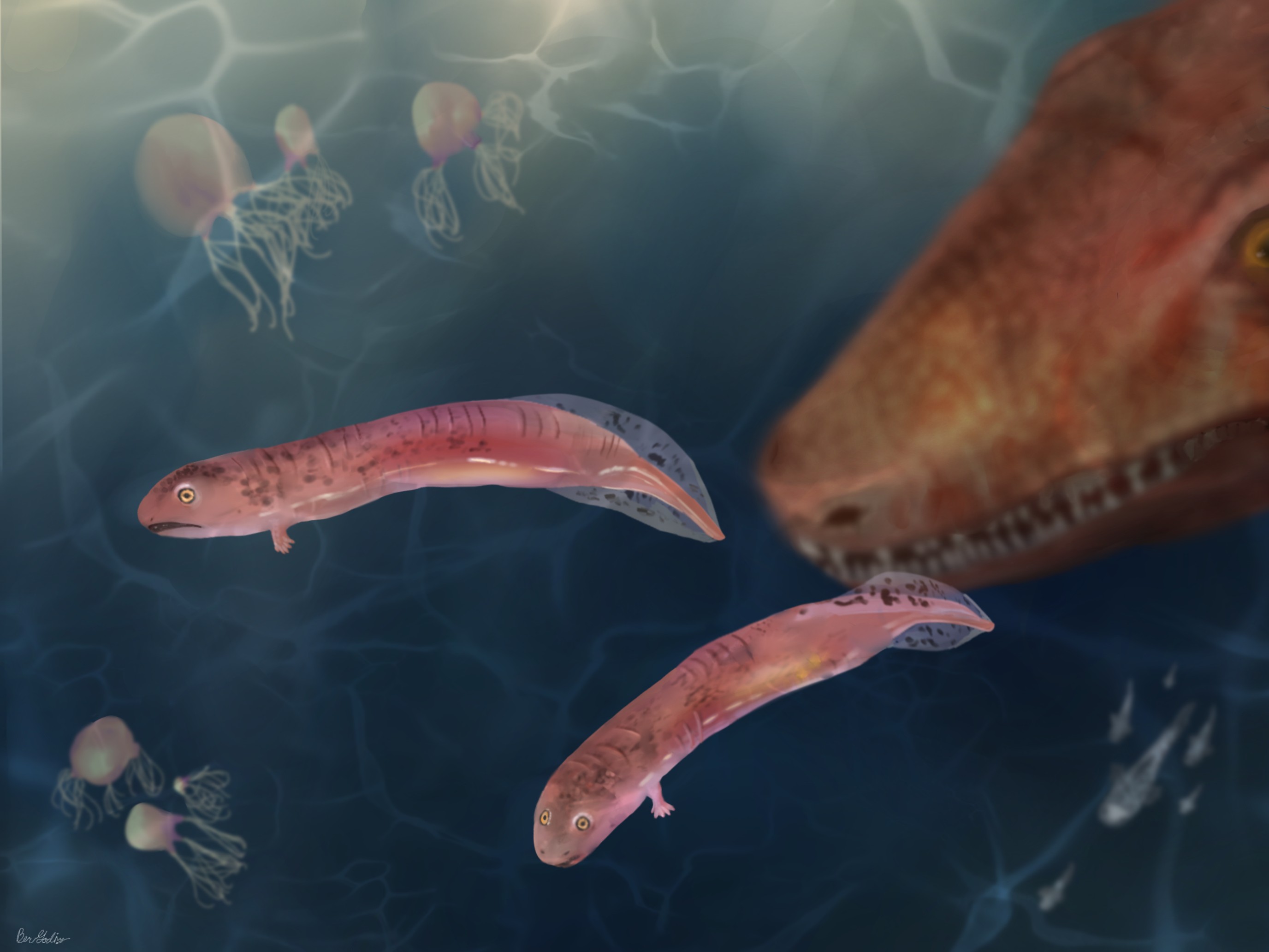Young embolomeres would grow up to become apex predators in rivers, lakes and swamps.