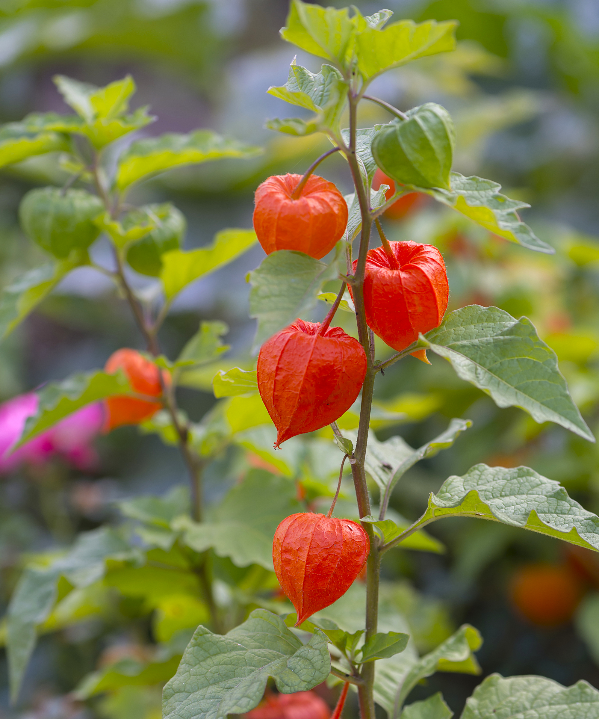ground cherry plant in garden