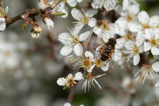 bee on a flower