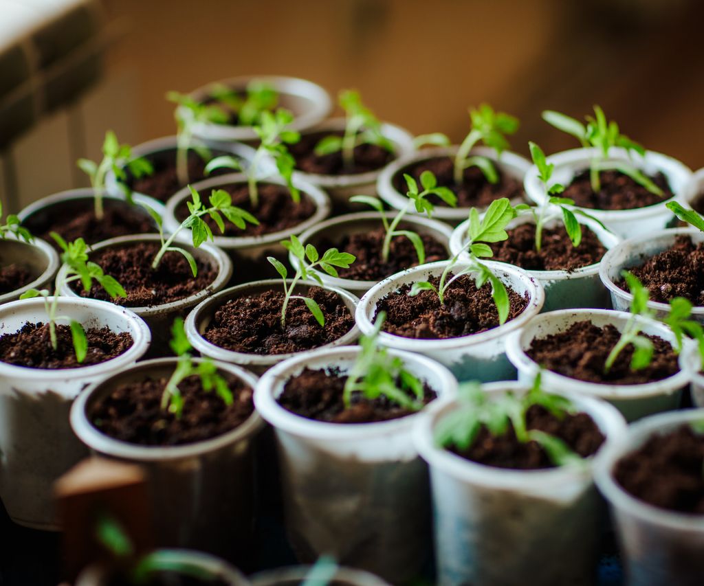 Indoor growing system ideas 5 ways to grow an indoor garden Homes