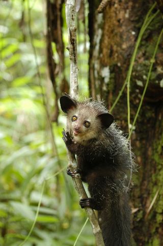 aye-aye, conservation, lemurs, madagascar, endangered animals