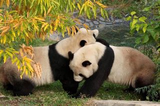 Giant pandas Mei Xiang and Tian Tian in 2008.
