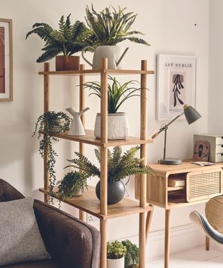 Houseplants in living room home office setup by Homesense