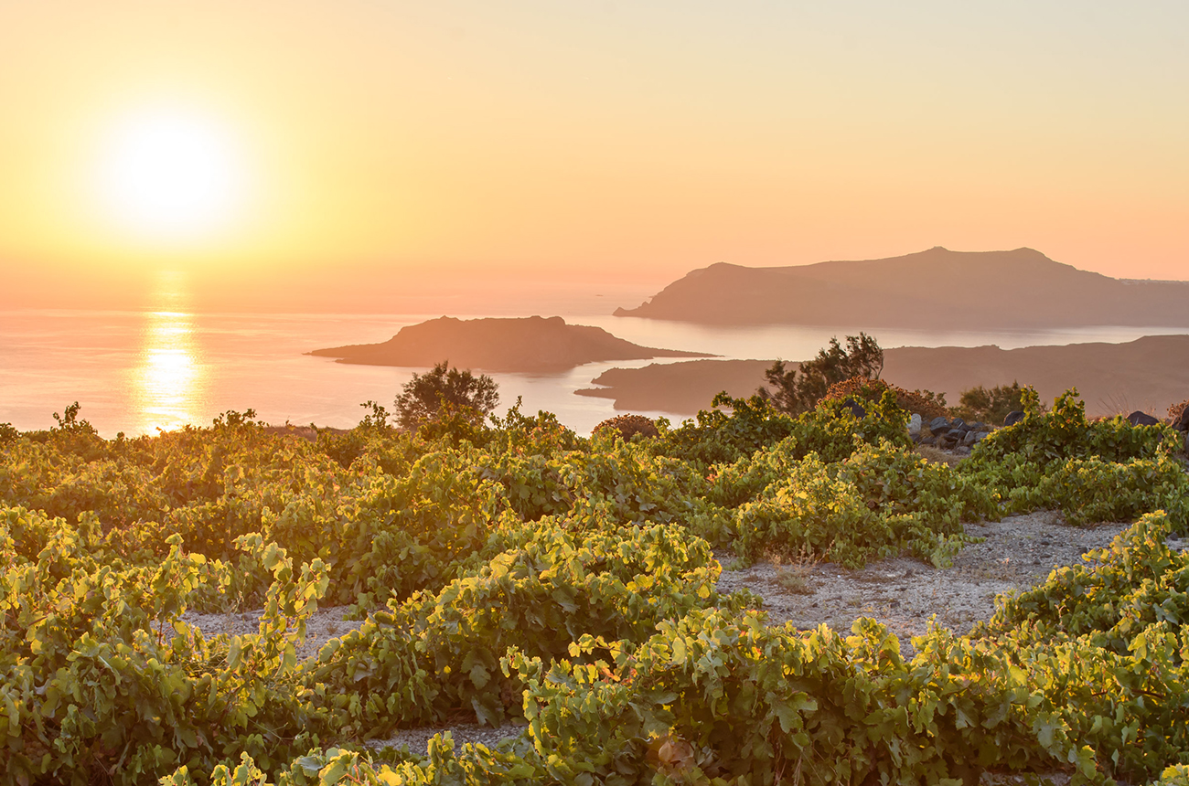 The-Santorini-vineyards-of-Boutari.-Credit-Boutari.jpg