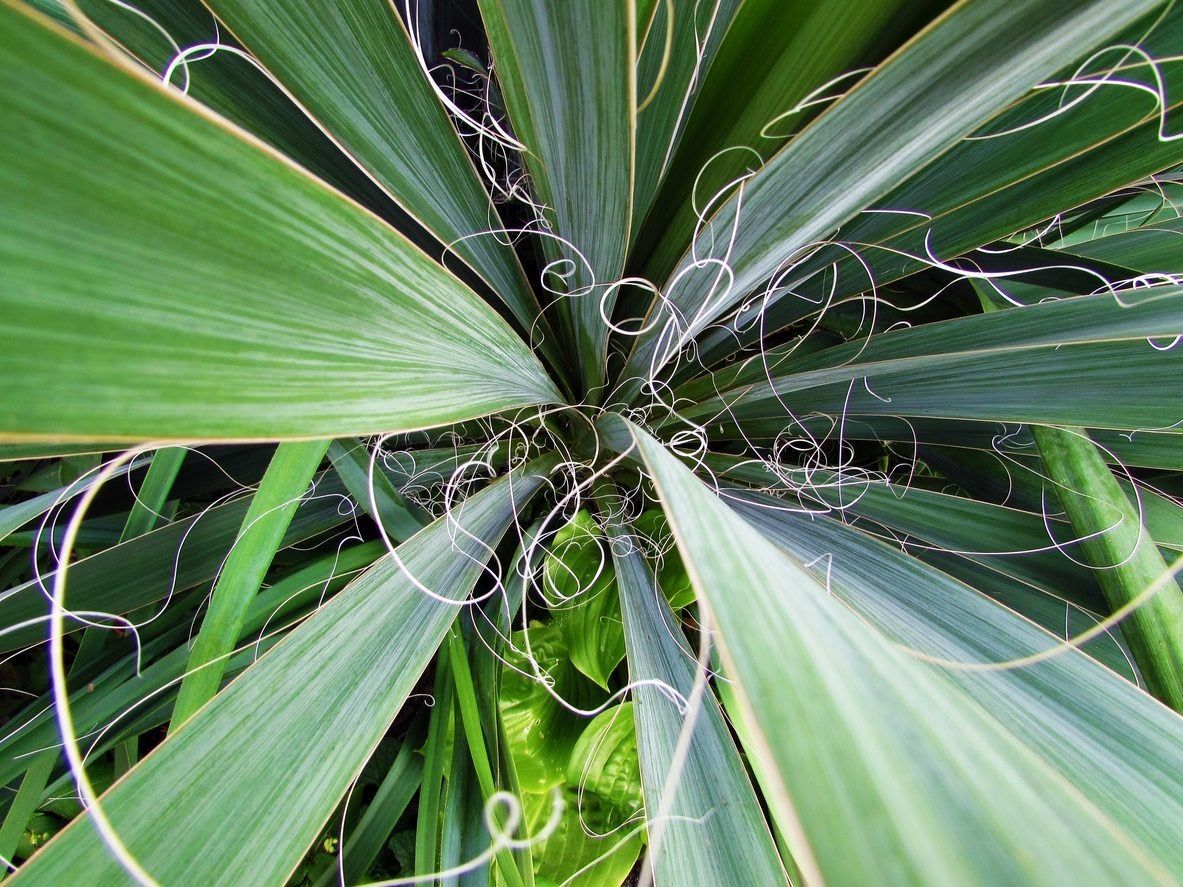 Fibrous Adam&amp;#39;s Needle Yucca Plant