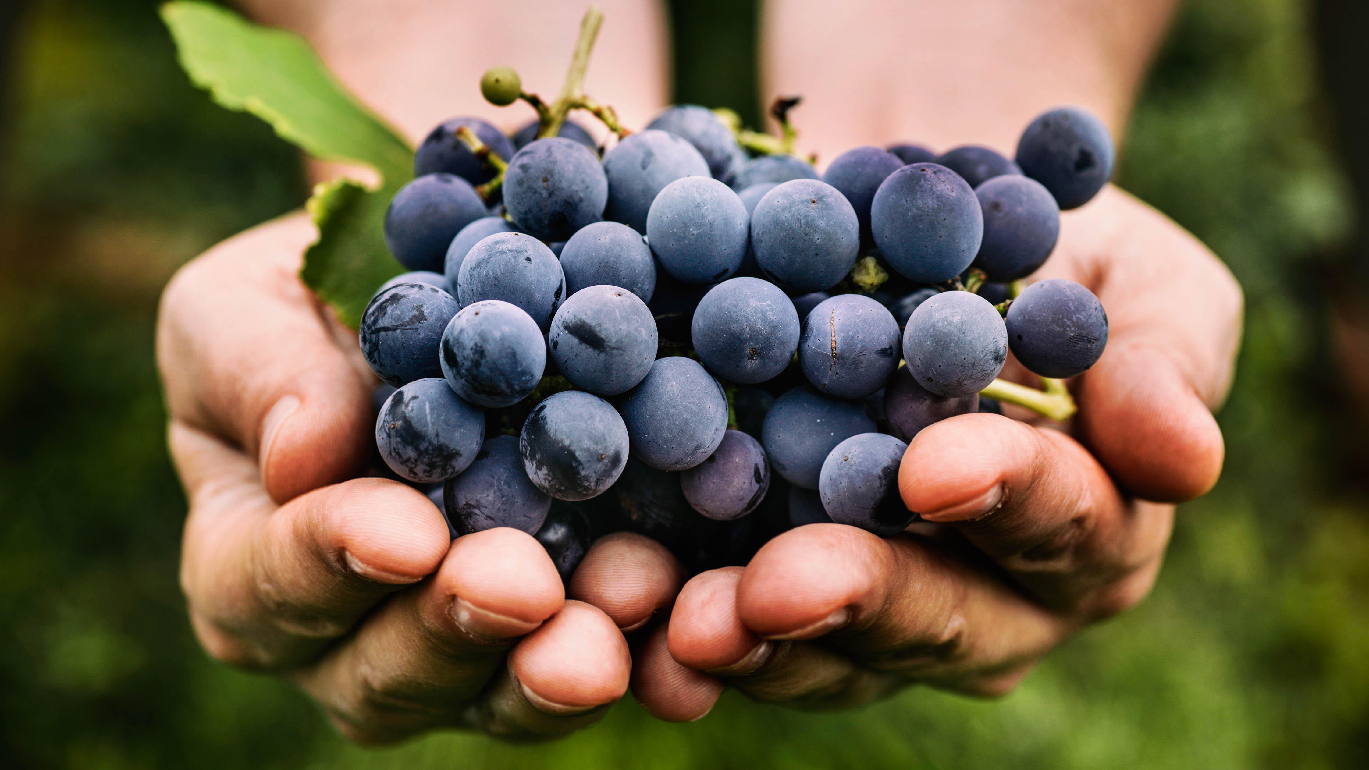 Someone holding harvested grapes