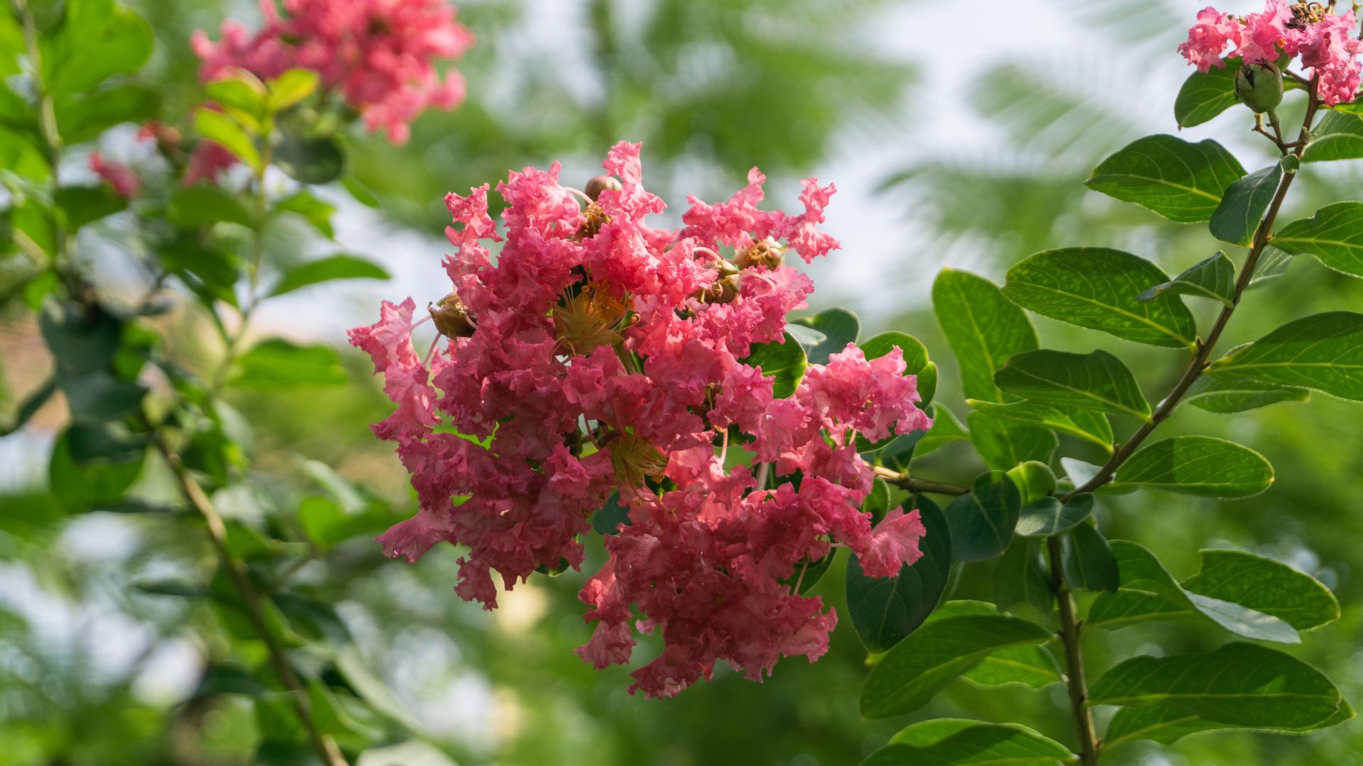 picture of crape myrtle growing in garden