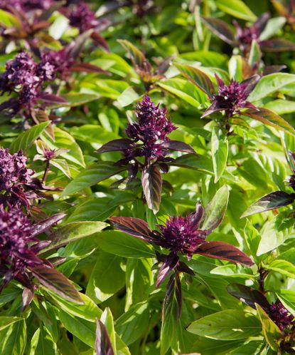 How To Grow Basil Indoors – For Fresh Year-Round Flavor | Gardening ...